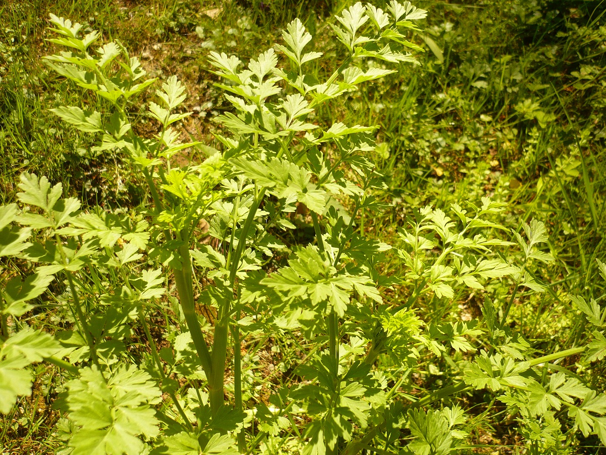 Oenanthe crocata (Apiaceae)